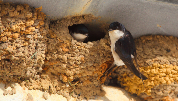 Venez compter les hirondelles !